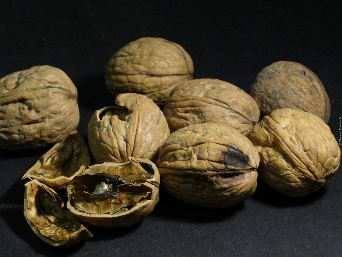 Скорлупа грецкого ореха: лечебные свойства, применение, рецепты