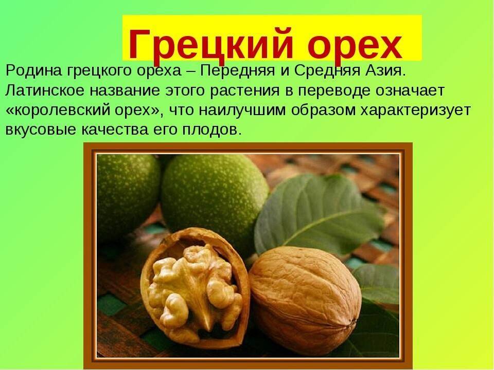 Как вырастить грецкий орех из орешка?