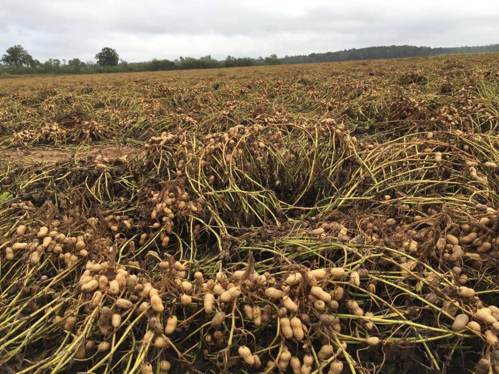 Как растет арахис в природе и где его выращивают в россии