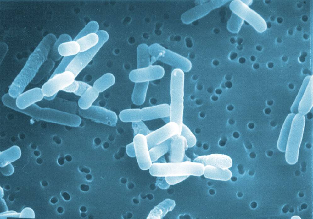 Молочнокислые бактерии: виды, классификация, значение
