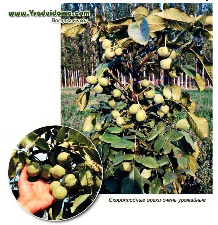 Как вырастить дерево из плода ореха грецкого