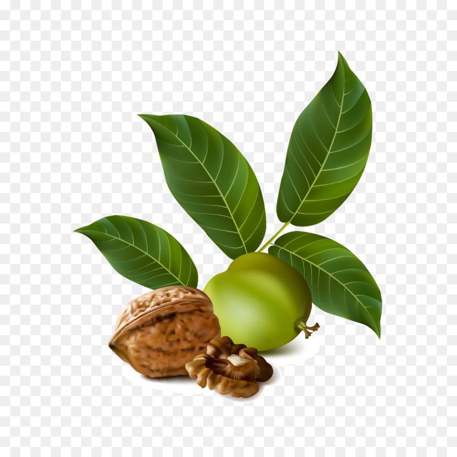 Черный орех листья полезные свойства и противопоказания