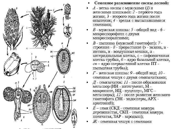 Промышленное выращивание фундука в россии — портал ореховод