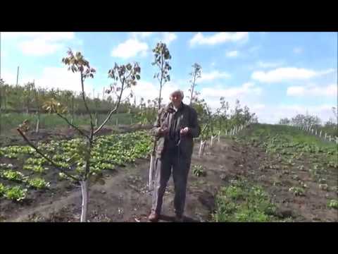 Выращивание грецкого ореха в украине, промышленное орехаводство