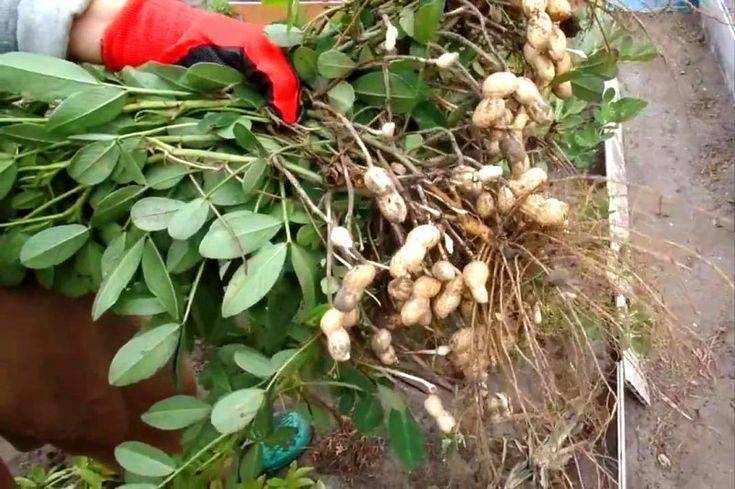 Как вырастить арахис на даче в огороде: особенности посадки и выращивания в средней полосе с фото и видео