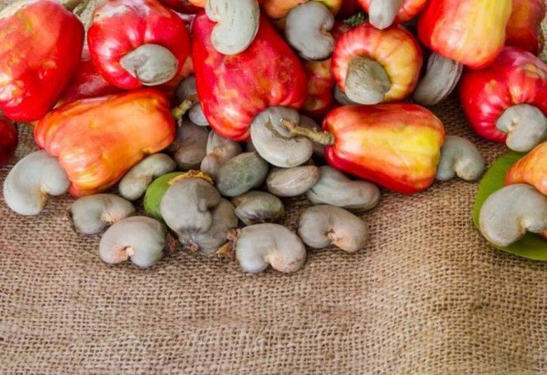 Как кешью растет в природе, полезен ли, где применяется, как добывают? интересные факты об индийском орехе
