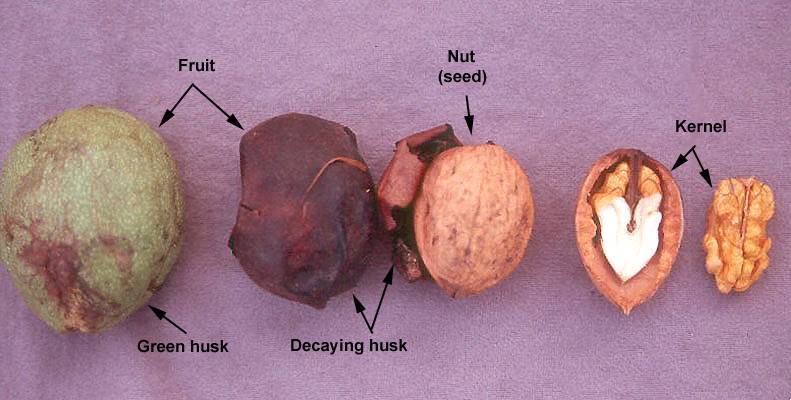 Описание и характеристики ланкастерского ореха, посадка и уход