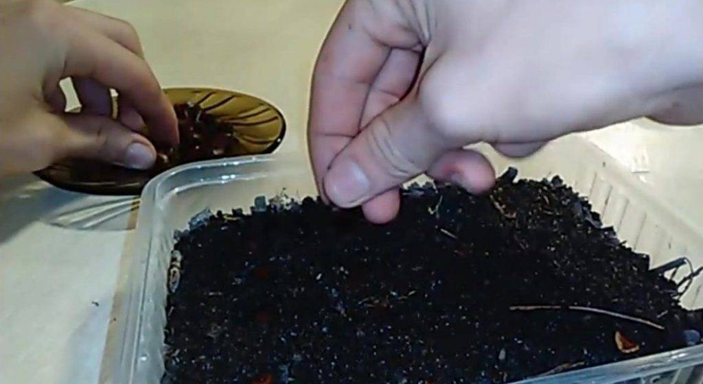 Выращивание кедра из семян в домашних условиях: пошаговая инструкция