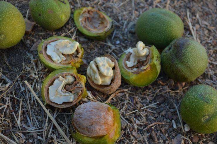 Когда собирать зелёные грецкие орехи | сайт для здорового образа жизни