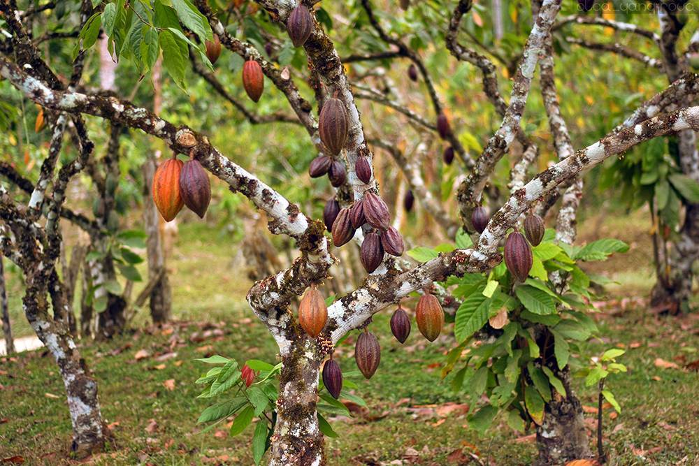 Какао - theobroma cacao - описание таксона - плантариум