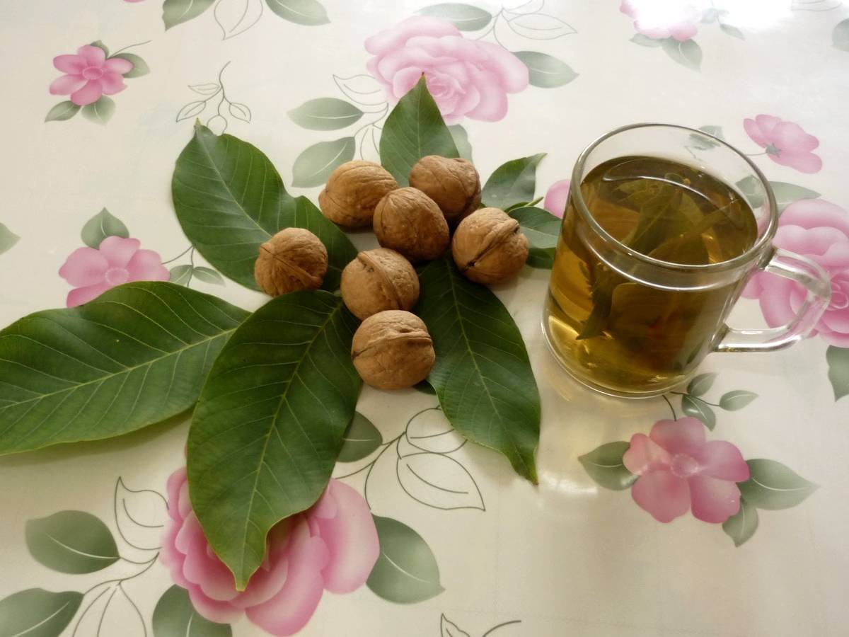 Листья грецкого ореха – чем полезны настойки, отвары и чай из них?