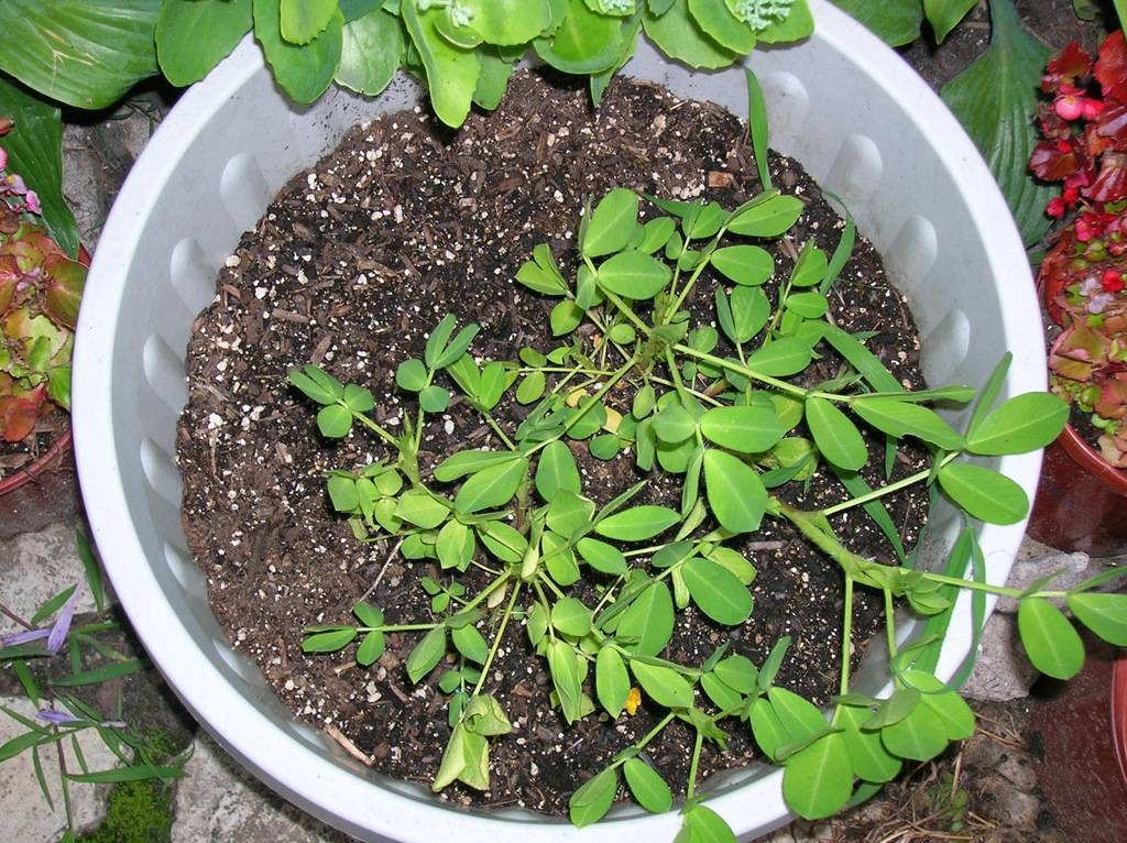 Как правильно посадить и вырастить арахис на даче?