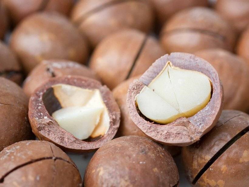 Где растет орех макадамия и как он выглядит