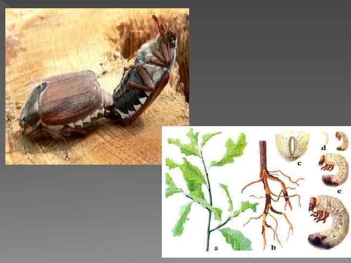 Действенные советы по избавлению от майского жука и его личинок