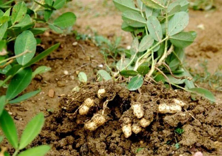 Как вырастить арахис на урале в открытом грунте