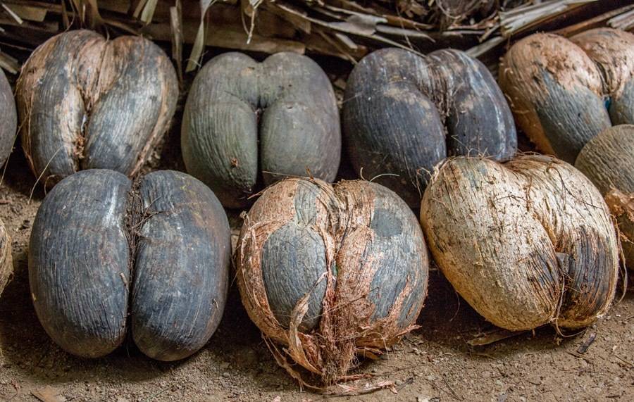 Коко-де-мер — самый необычный кокос