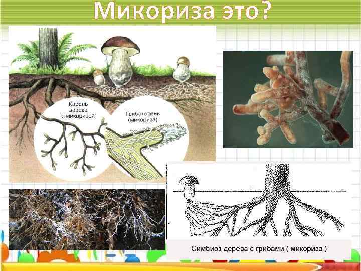 Что такое микориза: среда обитания, полезные свойства, плюсы и минусы, правила применения + разновидности грибокорня