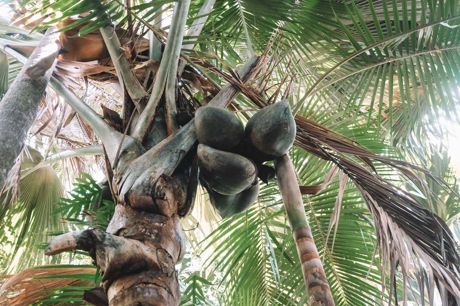 Сейшельский орех (морской кокос, коко де мер, мальдивский орех). необычные плоды и орехи. деревья и их корни. фукнкции и строение корня