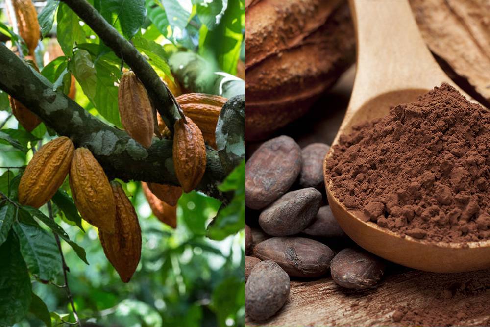 Какао-дерево: описание и выращивание