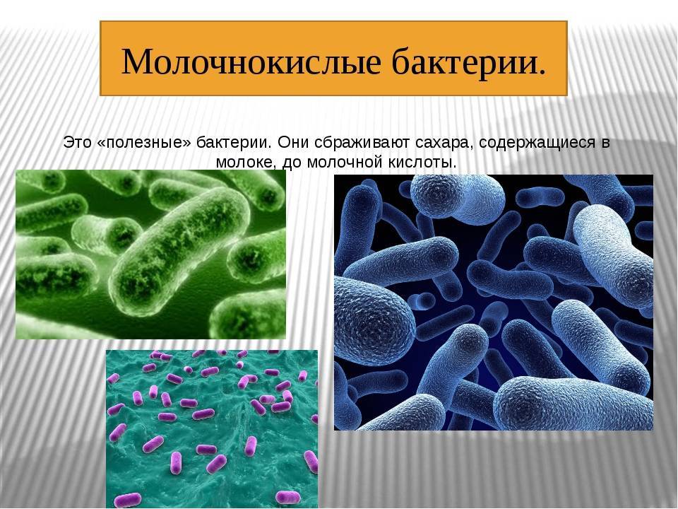 Микроорганизмы в пищевой промышленности. Микроорганизмы молочнокислые бактерии. Молочнокислые бактерии под микроскопом. Молочно килыех бактерий 7 класс биология. Молочнокислыебактнрии.
