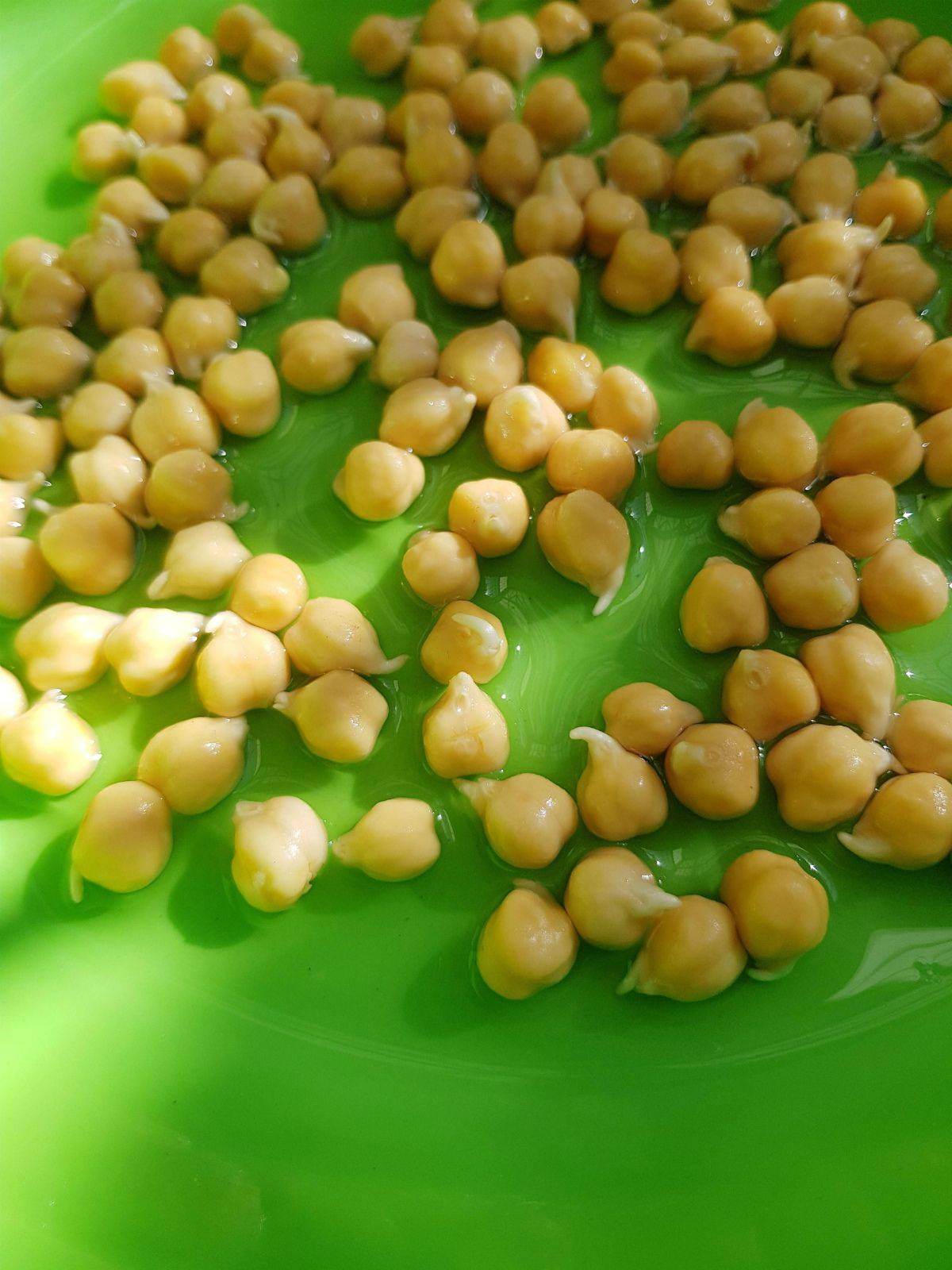 Живая пророщенная еда - проращивание пшеницы и остальных семян