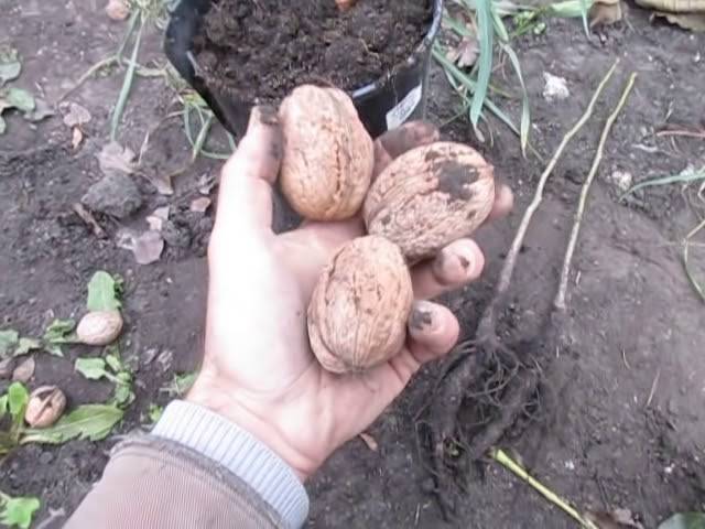 Как посадить грецкий орех: основы правильной посадки саженцев и семян весной и рекомендации с видео