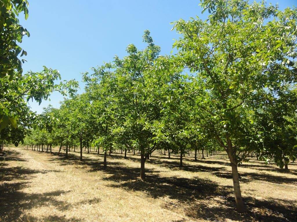 Особенности выращивания грецкого ореха: правила посадки и ухода