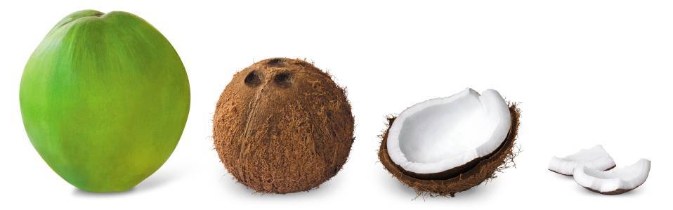 Кокос (cocos). описание, виды и уход за кокосом | флористика на "добро есть!"
