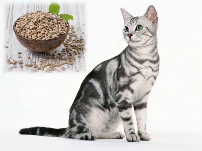 Вредная еда для кошек - чем нельзя кормить кошек, можно ли кормить кошку рыбой и сырым мясом - всё о кошках и котах
