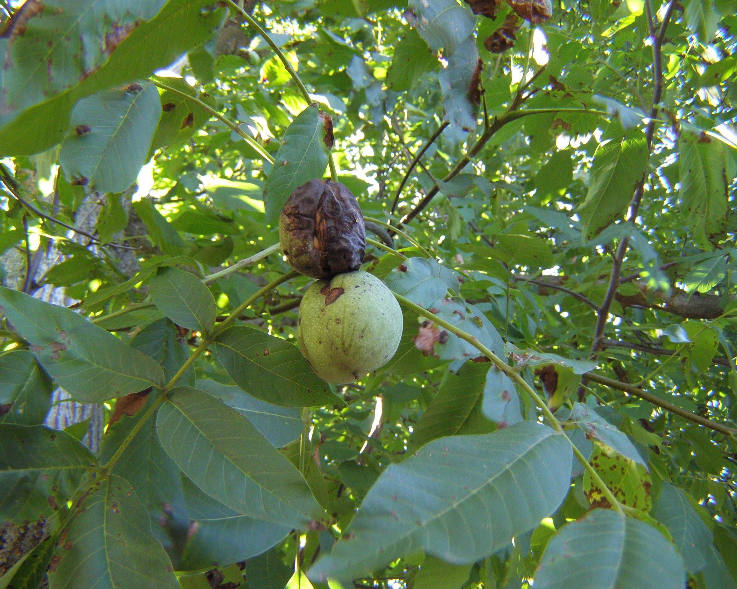 Почему грецкий орех чернеет: причины и лечение болезней дерева