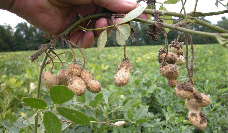 Где растет арахис и как вырастить его в домашних условиях