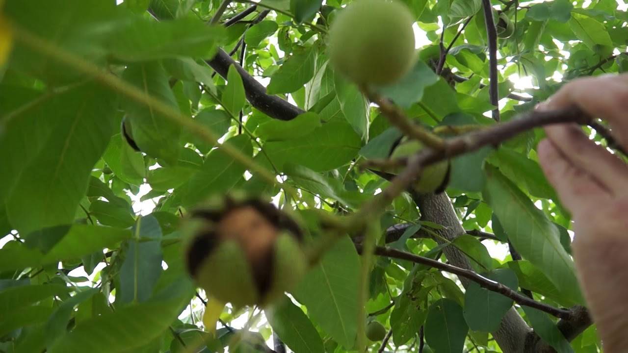 Посадка грецкого ореха осенью саженцем: от выбора до ухода