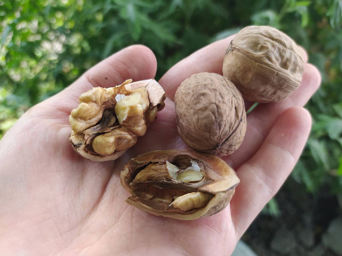 Как вырастить дерево из плода ореха грецкого