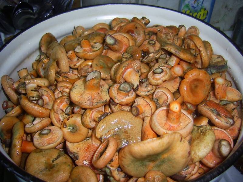 Засолка белых грибов: маленькие хитрости приготовления в домашних условиях, популярные рецепты солений