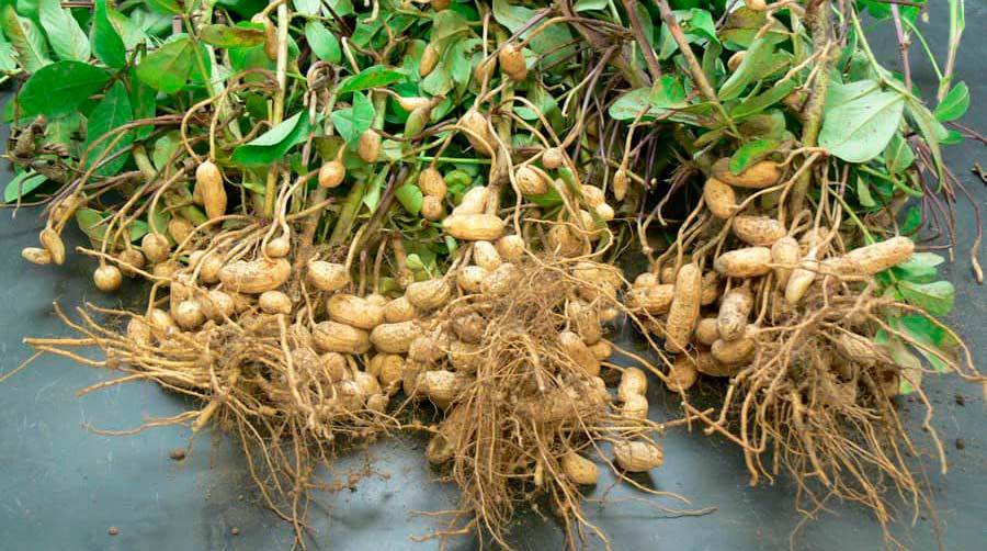 Посадка арахиса в открытый грунт в украине: уход, сбор урожая