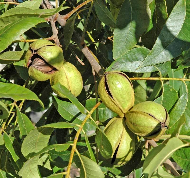 Выращивание и уход за грецким орехом
