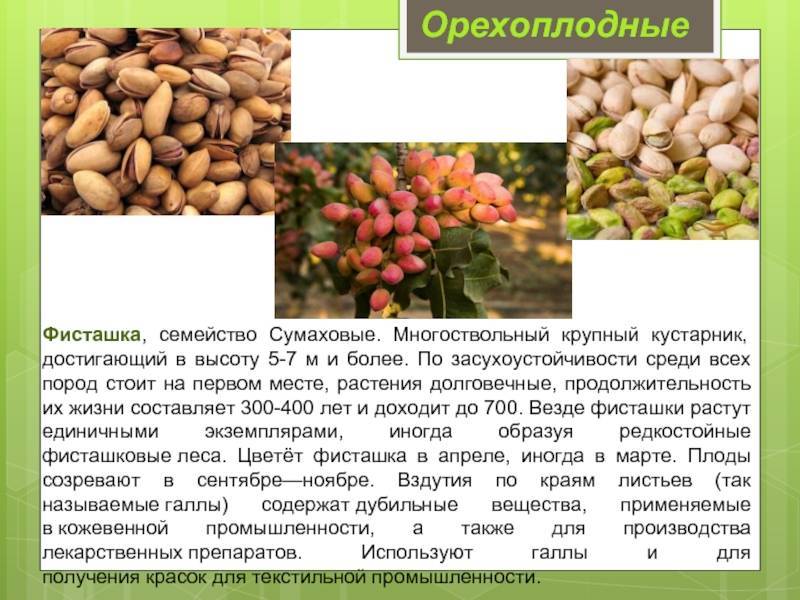 Математика грецкого ореха: как самому составить бизнес-план орехового сада — портал ореховод