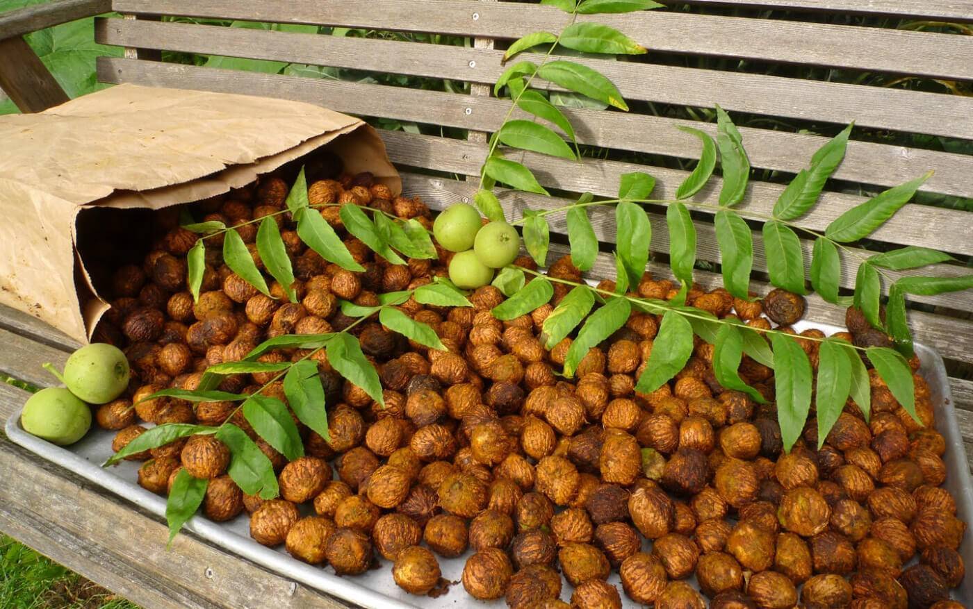 Маньчжурский орех: посадка, выращивание и уход в подмосковье