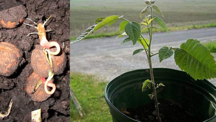 Посадить грецкий орех осенью: как правильно посеять семенами в осеннее время, чтобы вырастить дерево из плода, каковы правила ухода и сроки получения первого урожая?