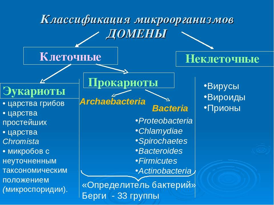 Лекция №5 морфология и систематика микроорганизмов - студизба