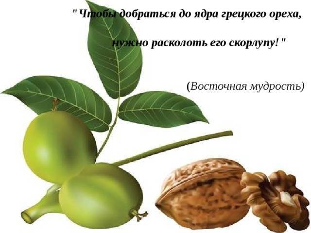 Бизнес-идея: как зарабатывать на грецких орехах? | idealistworld
