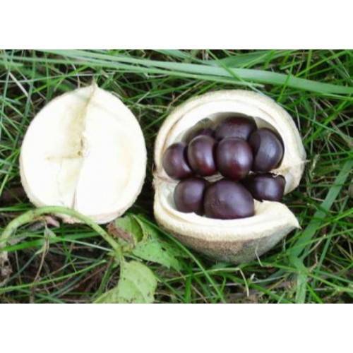 Как вырастить чекалкин орех из семян