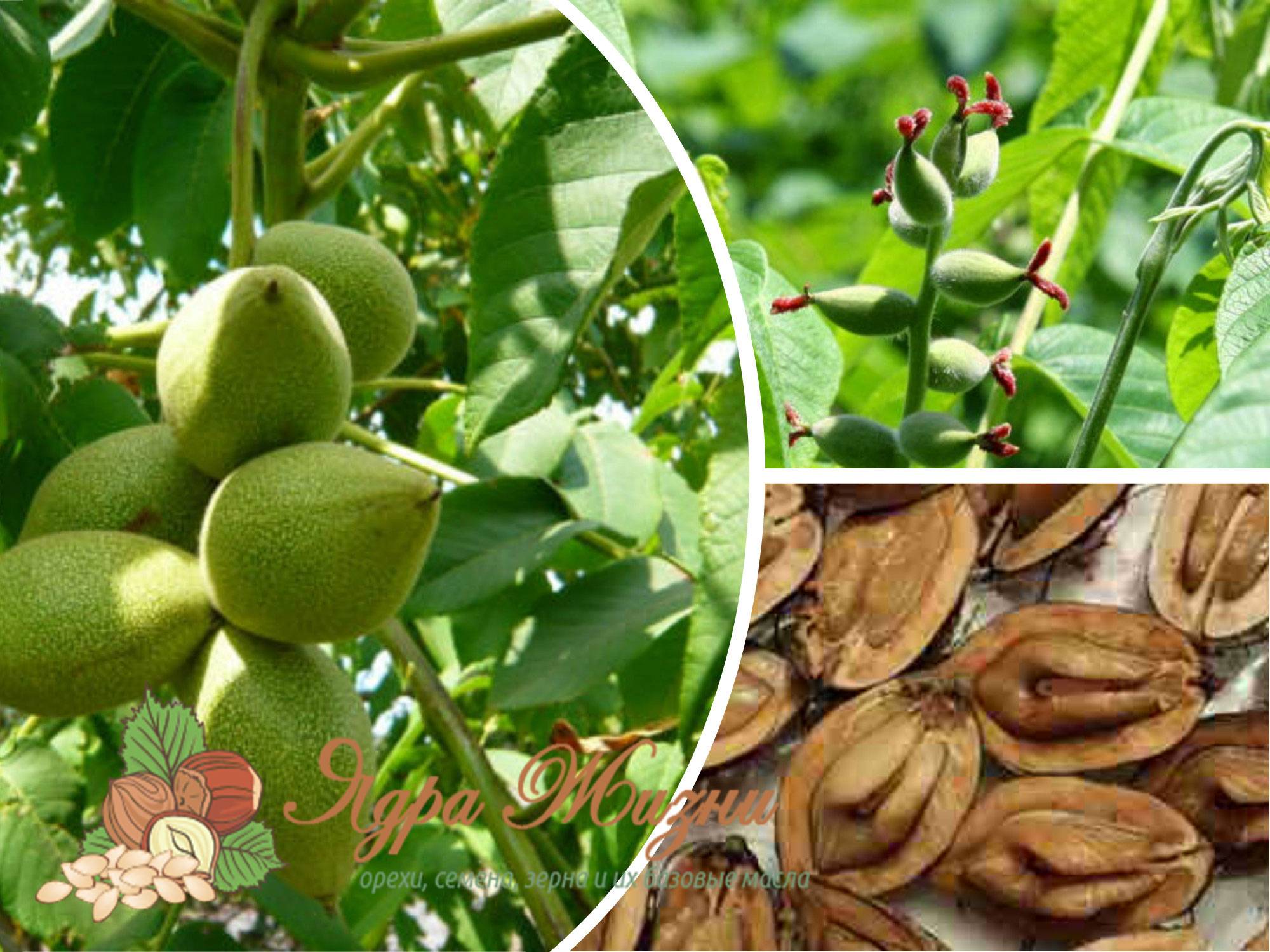 Маньчжурский лесной орех в народной медицине и косметологии