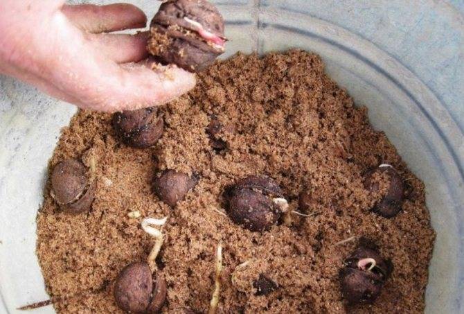 Как посадить грецкий орех в домашних условиях
