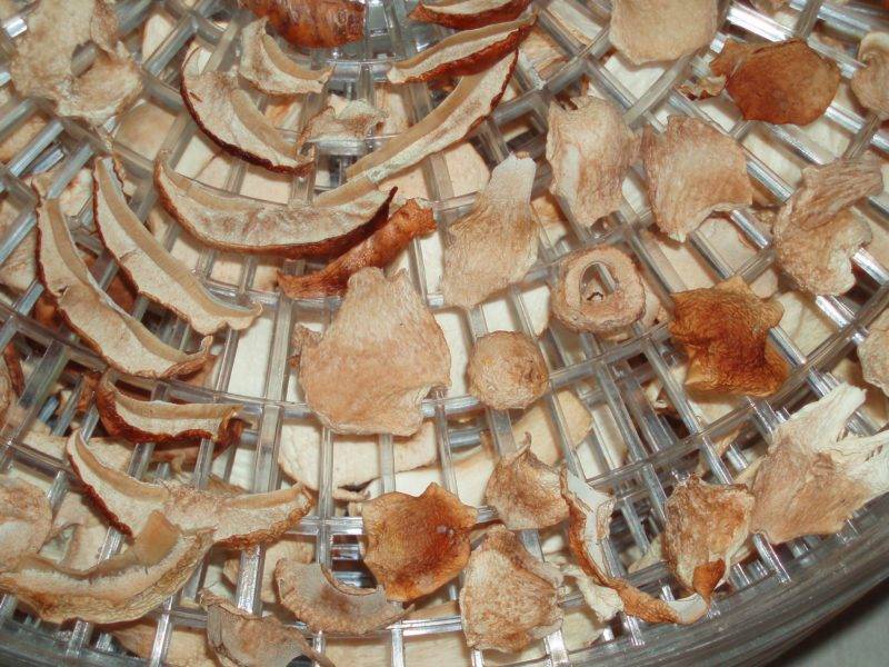 Как засушить грибы. как сушить грибы в домашних условиях | здоровье человека