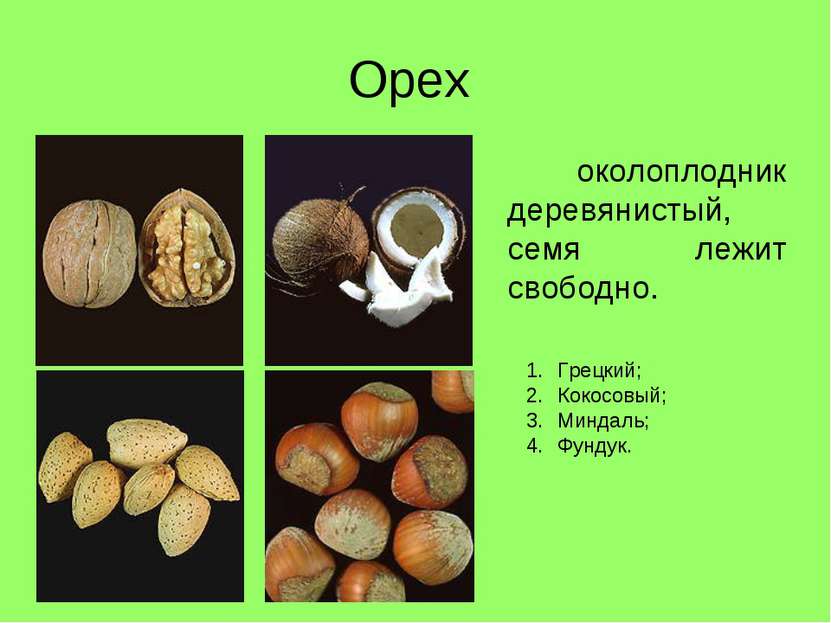 Полезные свойства зеленого грецкого ореха для человека