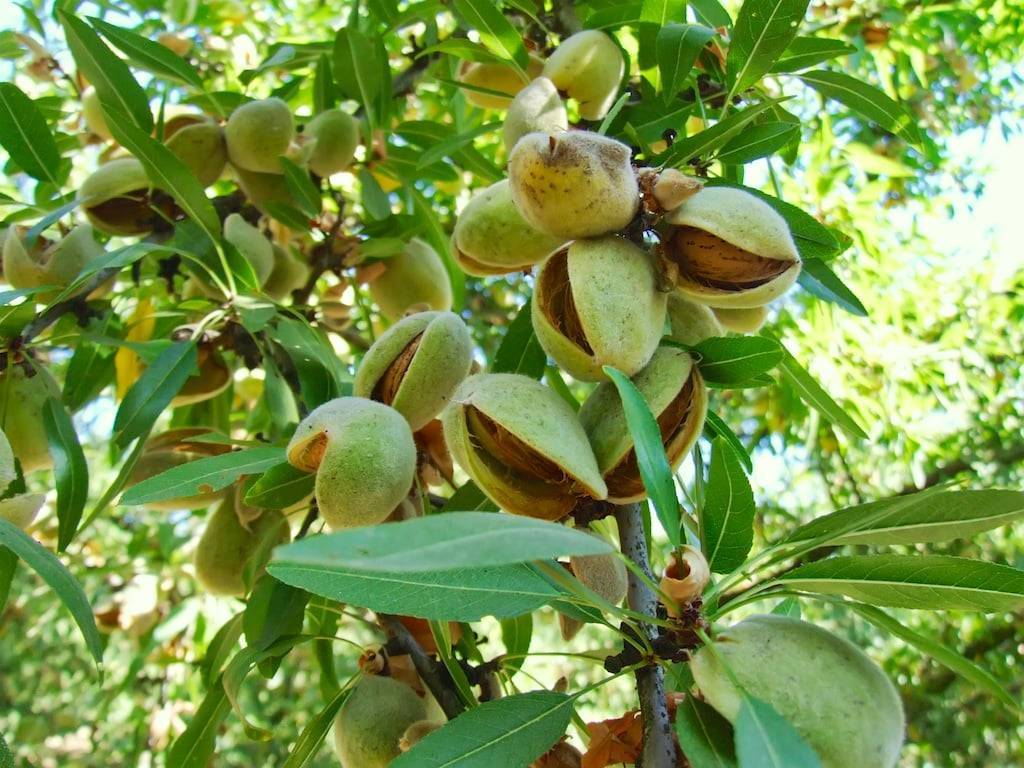 Миндаль: как растет в природе дерево, какие названия, как выглядит семечка, откуда берется растение, относится ли к фруктам и ягодам, и описание ореха в скорлупе