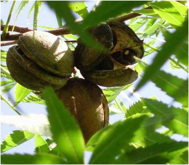 Чекалкин орех, или ксантоцерас: описание растения и его размножение, выращивание из семян и уход