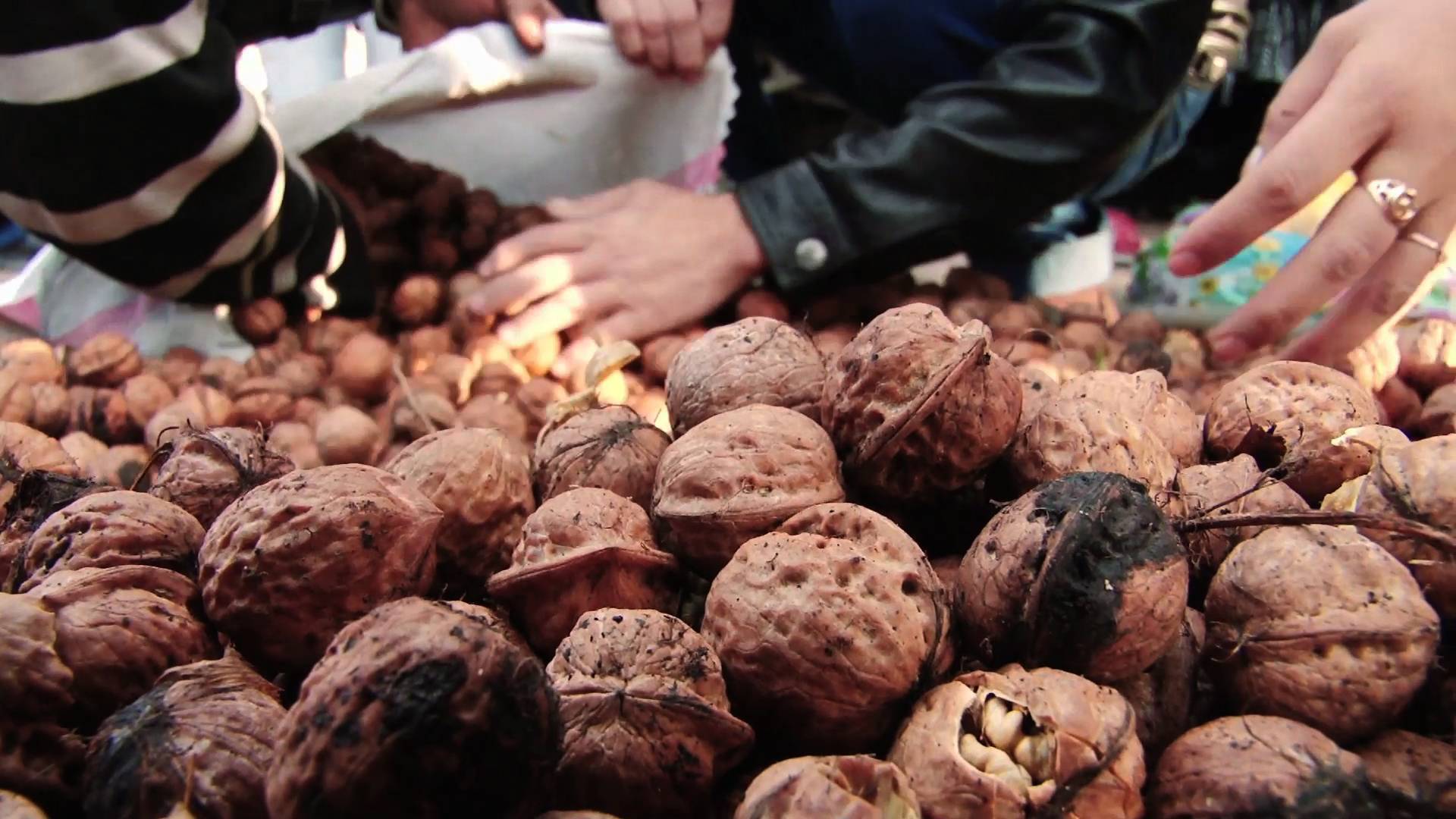 Как выращивают грецкий орех на Закарпатье