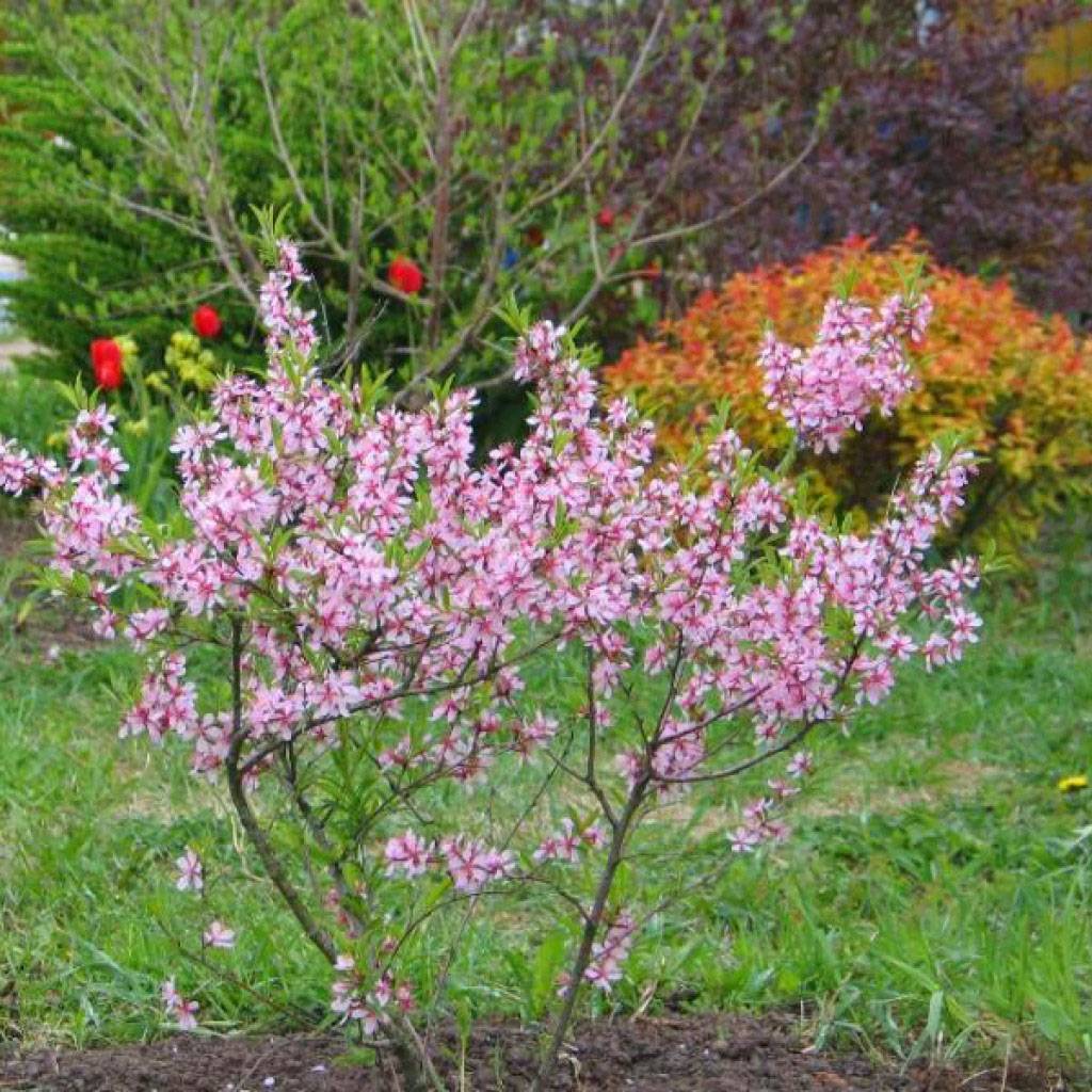 Посадка миндального дерева в саду, особенности ухода и размножения